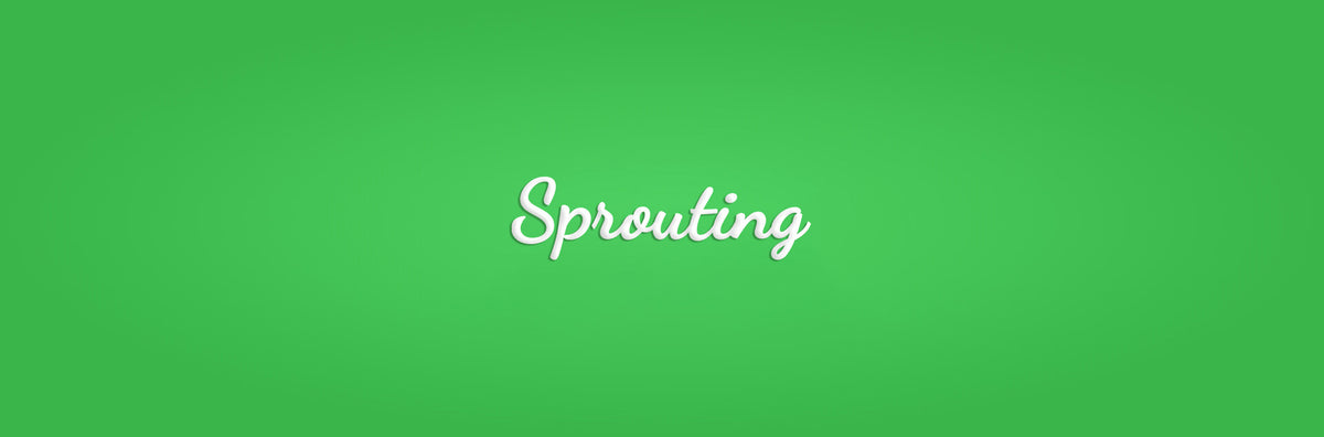 Sprouting