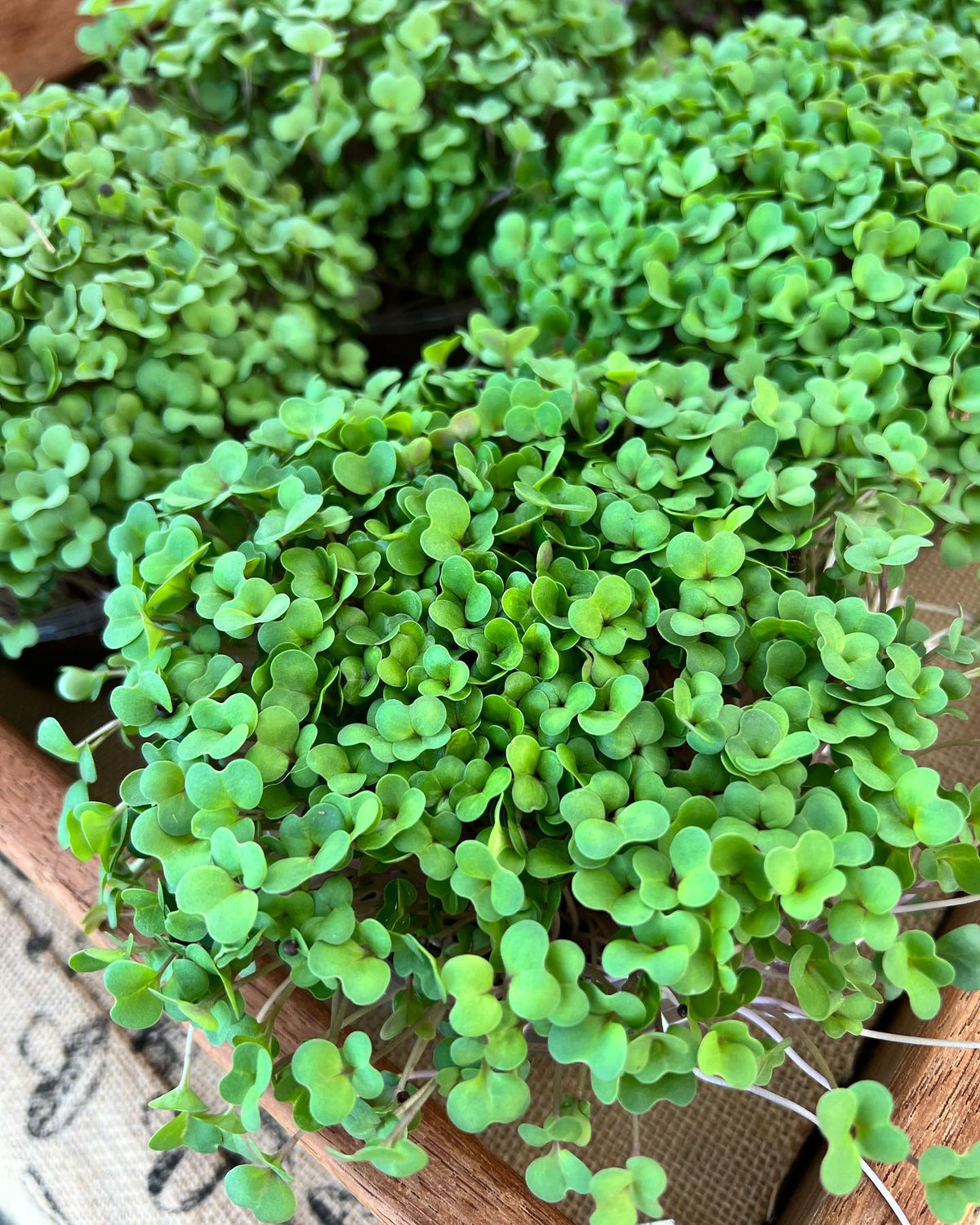 MAMA KALI LIVING MICRO KALE