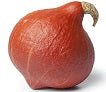 SQUASH SUMMER ORANGE ORGANIC EACH