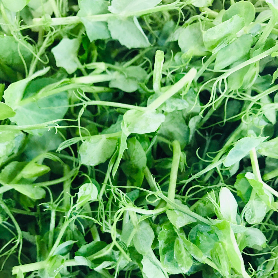 SUPER LITTLE GREENS TRAY PEA TENDRILS