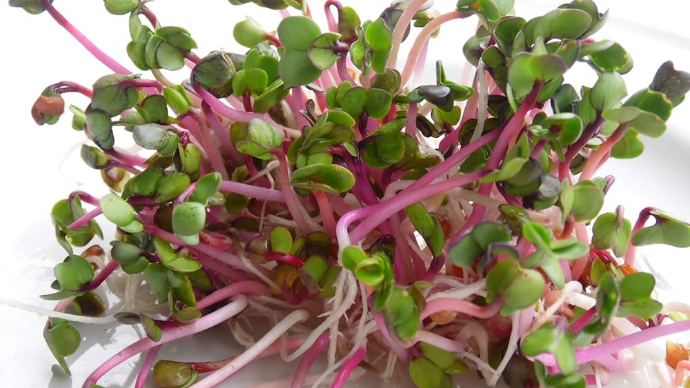 SUPER LITTLE GREENS RUBY SPROUTS 120G