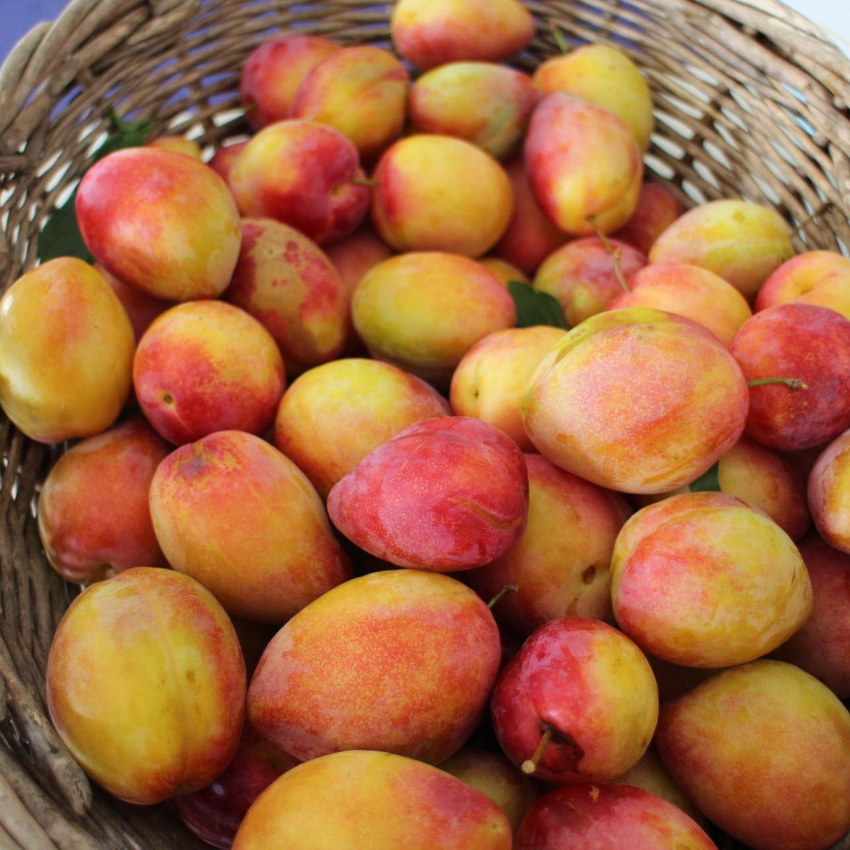 PLUMS LOUISA SPRAY FREE 1KG