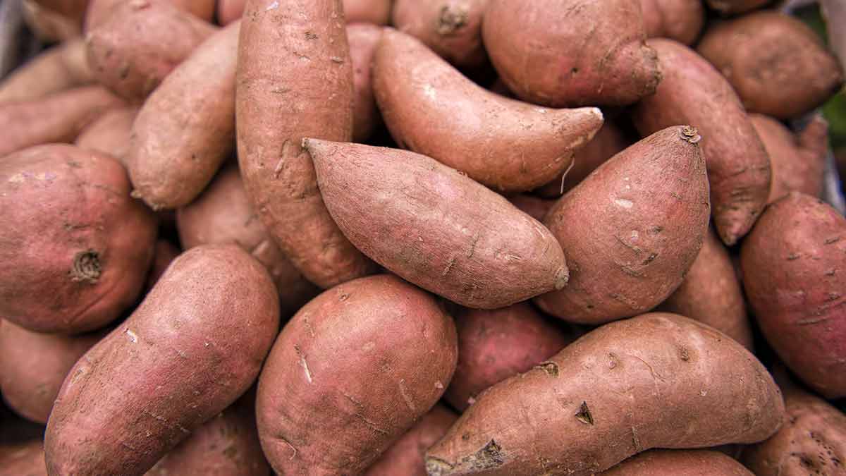 KUMARA NORTHERN ROSE ORGANIC 1KG