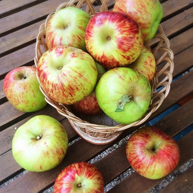 APPLE ORATIA BEAUTY ORGANIC 1KG