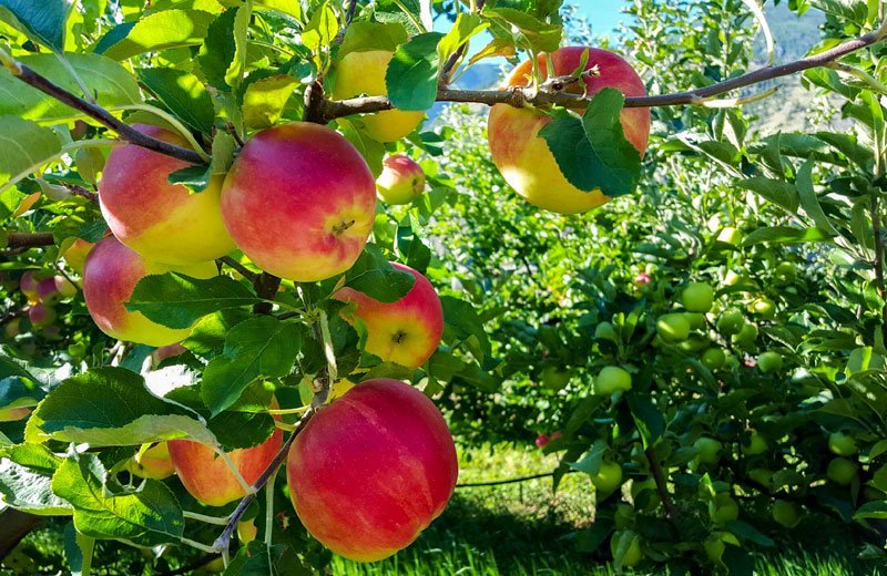 APPLE SUNRISE ORGANIC 1KG