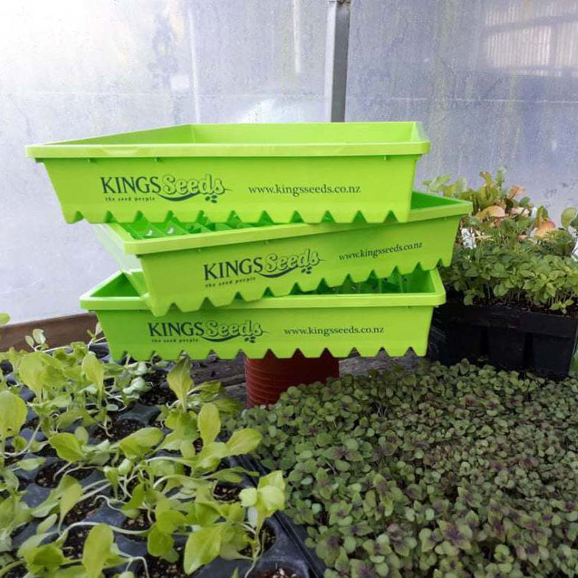 KINGS SEEDS SEED RAISING TRAY