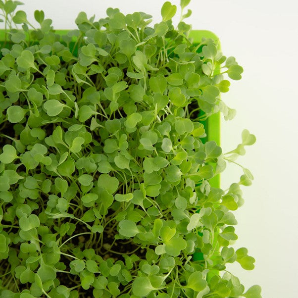 SUPER LITTLE GREENS MICRO ROCKET SPROUTS 50G