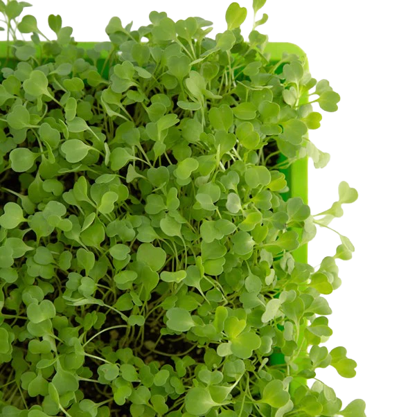 SUPER LITTLE GREENS MICRO ROCKET SPROUTS 50G