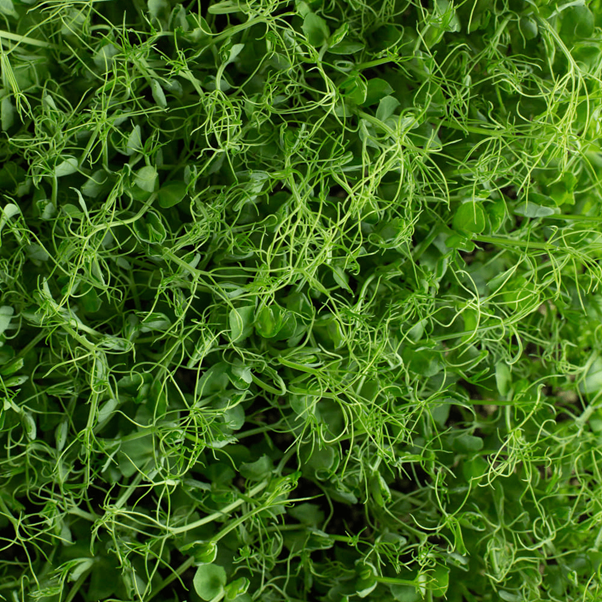SUPER LITTLE GREENS PEA TENDRIL SPROUTS 50G