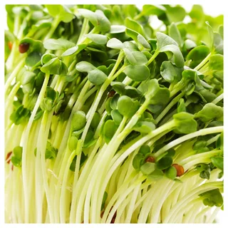 SUPER LITTLE GREENS RADISH SPROUTS 60G