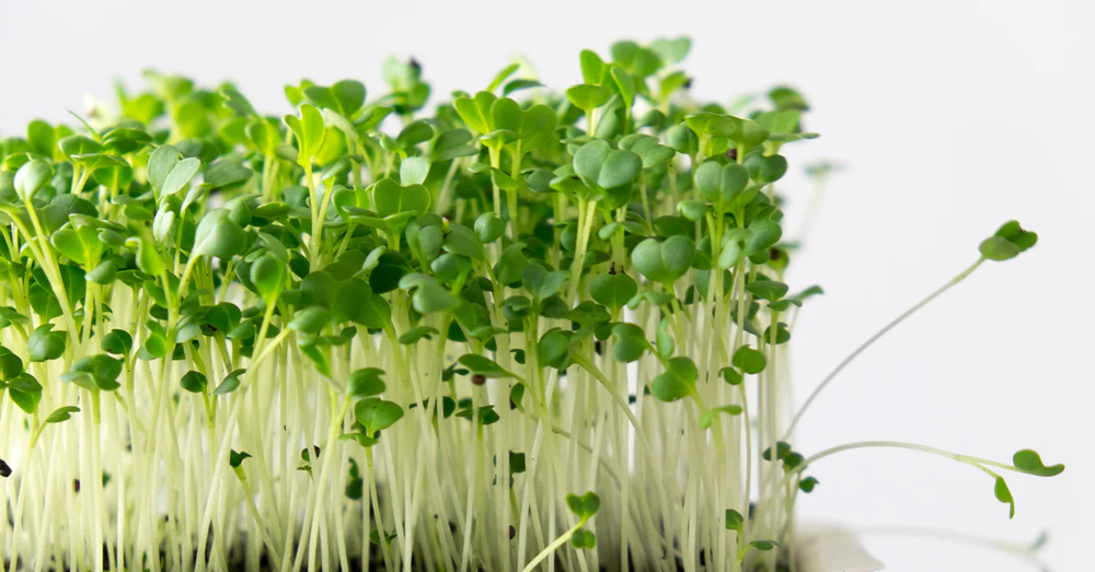 SUPER LITTLE GREENS MICRO BROCCOLI SPROUTS