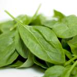 SPINACH BABY CERTIFIED ORGANIC 100GM BAG