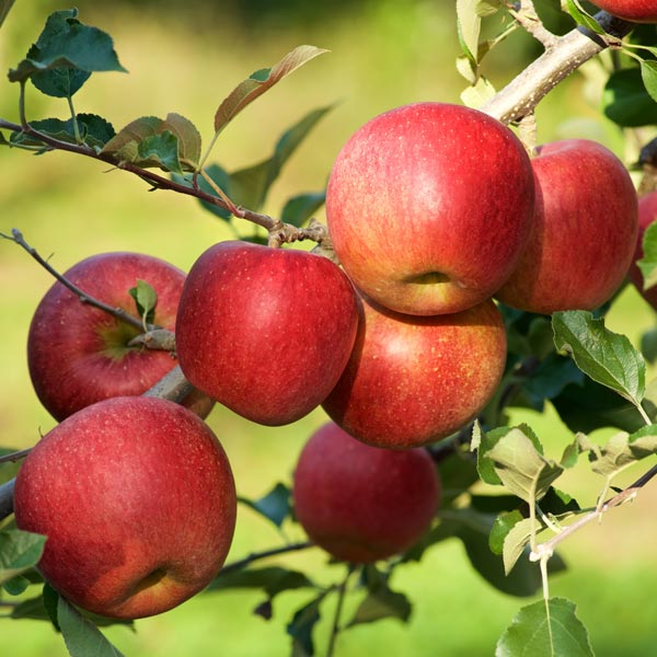 APPLE AZTEC ORGANIC
