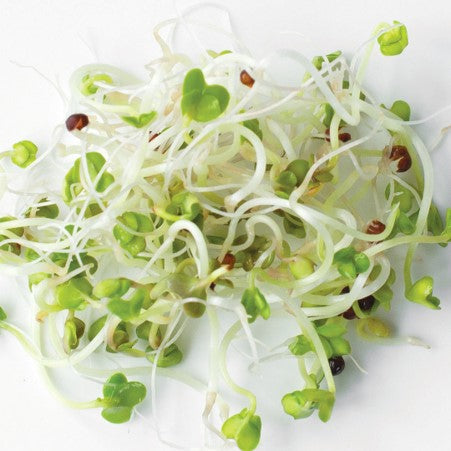 KINGS SEEDS ORGANIC BROCCOLI SPROUTING SEEDS 25G