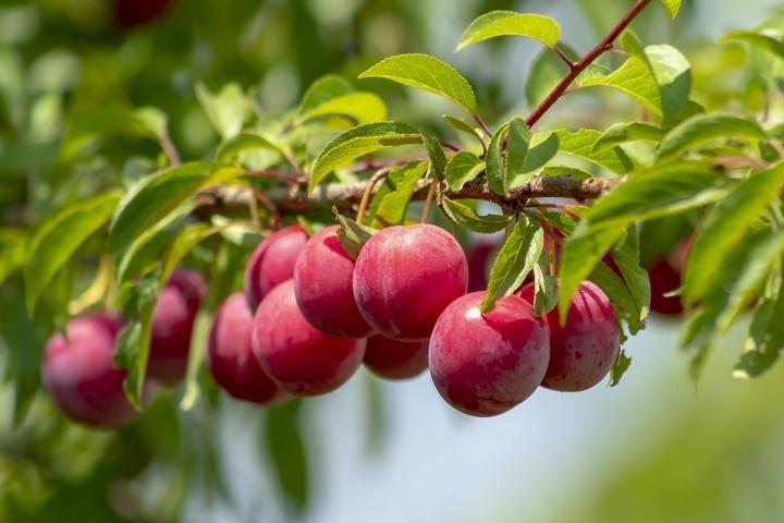 PLUMS FREEDOM ORGANIC 1KG