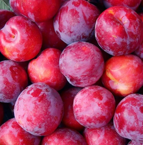 PLUMS ROSE ZEE ORGANIC 1KG -