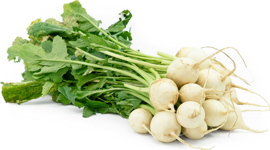 TURNIP BABY BUNCH ORGANIC