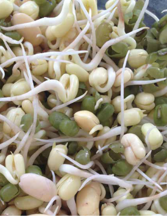 MR FOTHERGILLS STIR FRY SPROUT MIX SPROUTING SEEDS